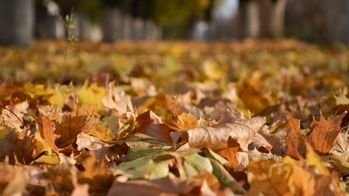 У Чернігові встановили компостери з черв'яками для опалого листя: відео  