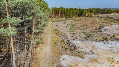 На Херсонщине банда "черных лесорубов" напала на лесничего