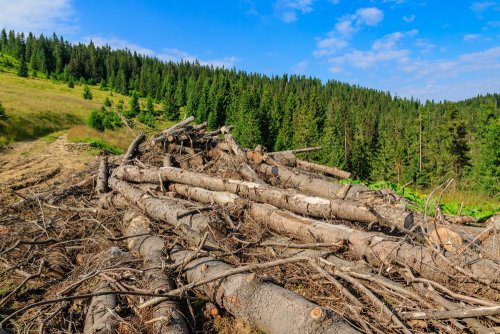 In Brazil fines for environmental crimes increased by 50 times