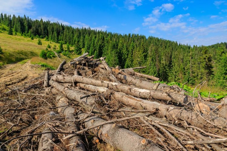 Более 100 стран обязались положить конец вырубке лесов до 2030 года