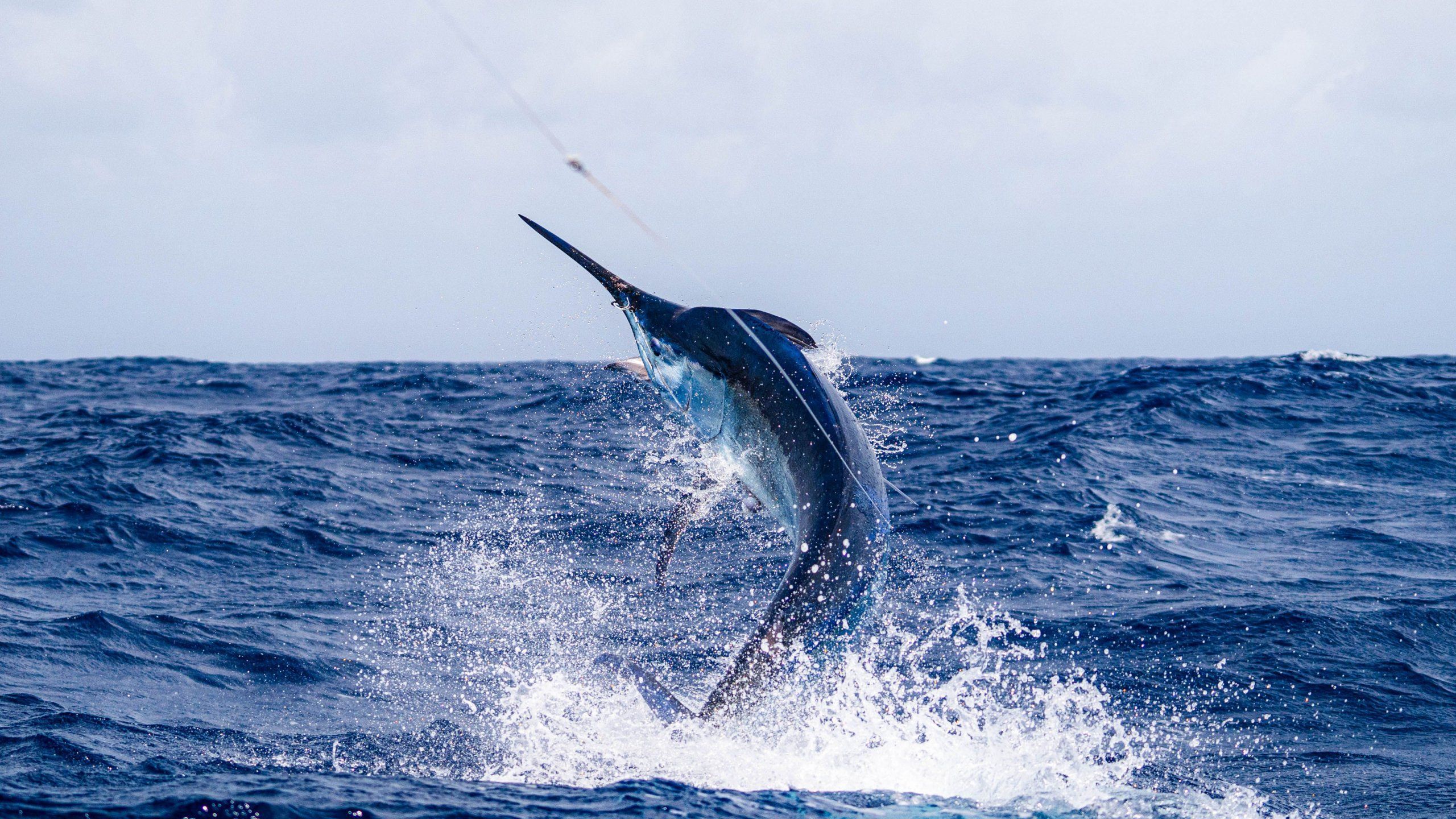 Photo – Politicians can decide the fate of the world's oceans – Greenpeace