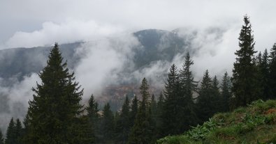 Фото – WWF-Україна ідентифікували тисячі гектарів старовікових лісів