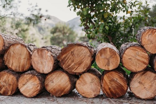 SBI uncovers illegal deforestation scheme in Prykarpattia region with losses of UAH 250 million