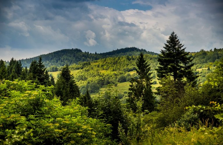 Over a hundred million trees were planted in Ukraine during the month of the war