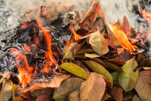 Suspicion of sabotage and fines: why Ukrainians can't burn leaves