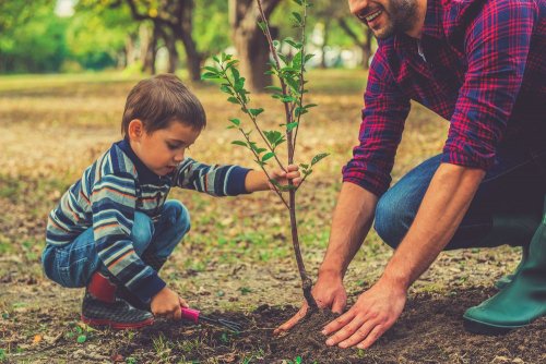 64 thousand trees have been planted in Kyiv since the beginning of the year