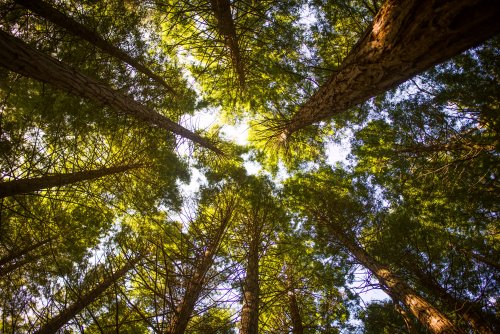 Forests of Ukraine continue to illegally destroy ancient trees – ecoactivists