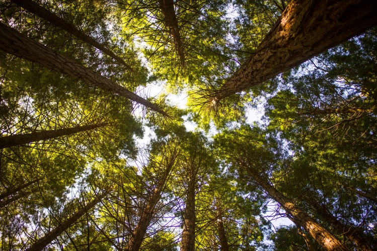 "Ліси України" продовжують незаконно знищувати вікові дерева – екоактивісти