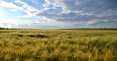 Фото – У заповідник на Одещині прилетіли червонокнижні птахи: фото