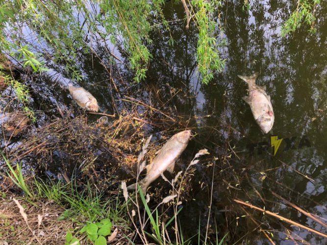 Под Харьковом в пруду массово гибнет большая рыба. Фото
