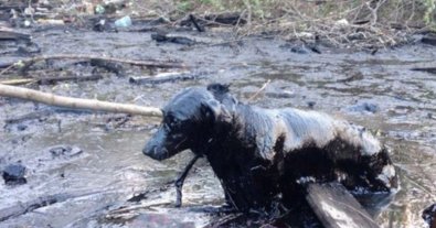 Фото – В Чернигове суд обязал мэрию ликвидировать опасное "смоляное озеро"