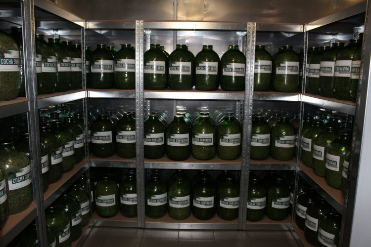 На Житомирщине в специальном банке хранят 800 килограммов семян деревьев: фото
