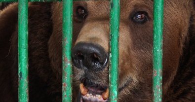 Фото – Помер ведмідь Юра, якого визволили з косівського пансіонату
