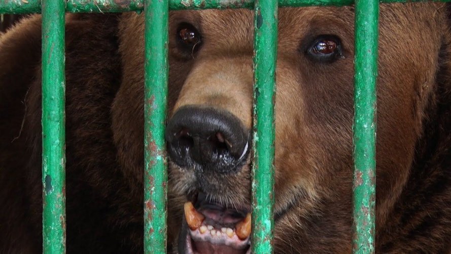 Умер медведь Юра, которого освободили из косовского пансионата