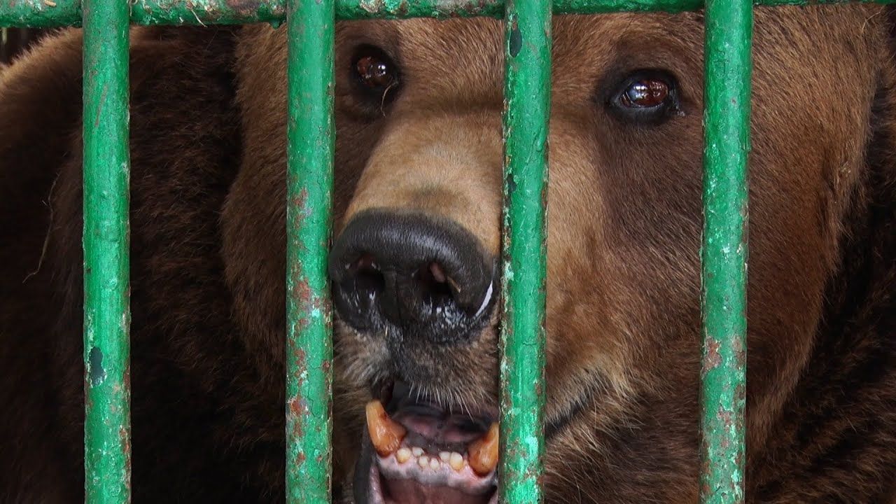Фото – Помер ведмідь Юра, якого визволили з косівського пансіонату