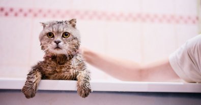 Фото – Українців закликали рідше користуватися ванною