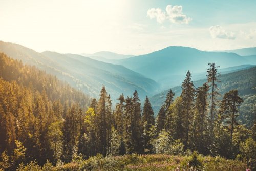 In the Carpathians decided to dismiss foresters who live "not for one salary"