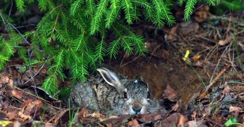 The court forced a grass arsonist to pay thousands of hryvnias for the death of a hare