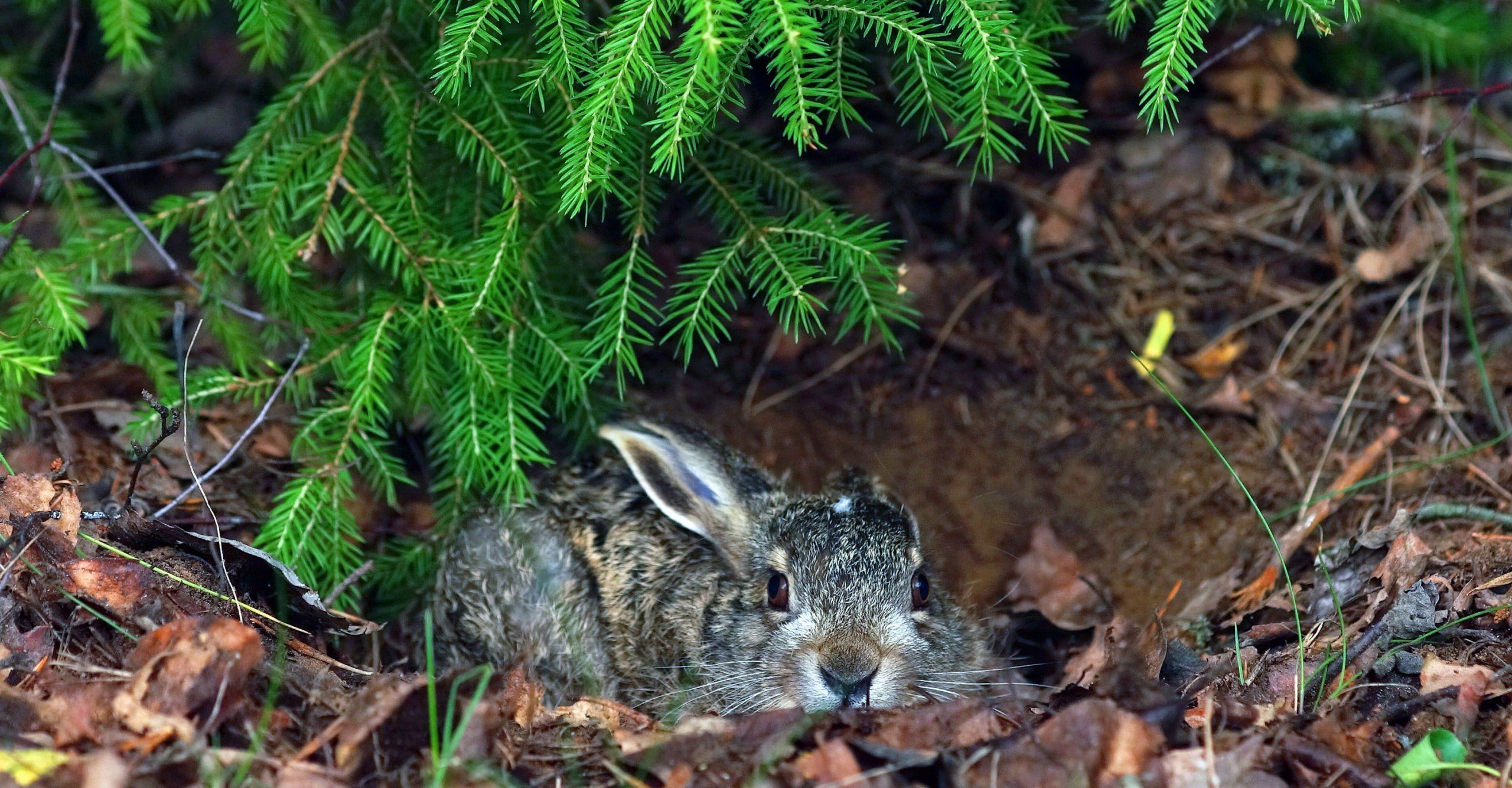 Photo – The court forced a grass arsonist to pay thousands of hryvnias for the death of a hare