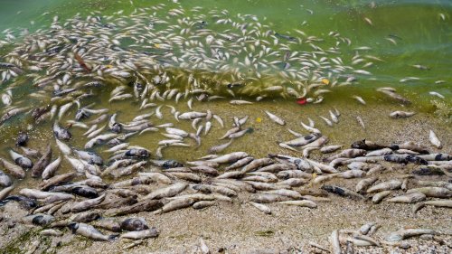Собирали руками и лопатами: в лимане Херсонской области произошел массовый мор рыбы