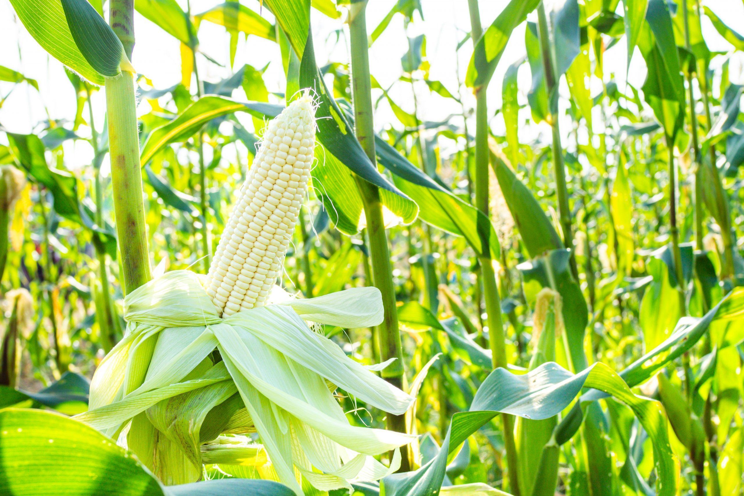 Photo – Ukrainian corn can become a powerful source for biogas production