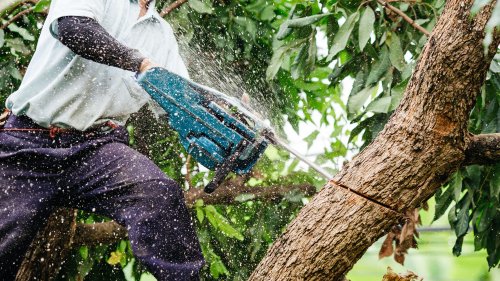 Zhytomyr forest was stolen for 1.7 million UAH