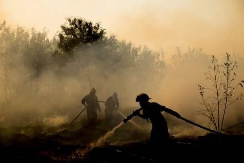 A forest was saved from a large-scale fire in Poltava Oblast