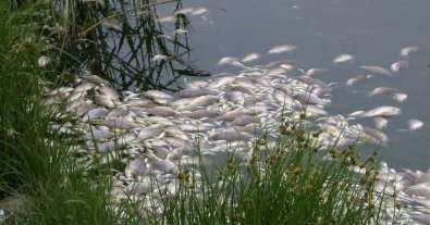 Фото – У водоймі на Харківщині — масовий мор риби: відпочивальники нажахані. Відео