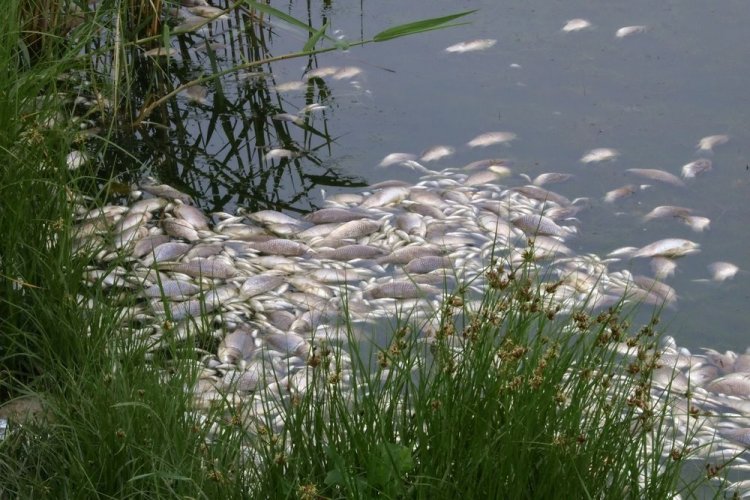 There was a fish kills in the city lake in Rivne