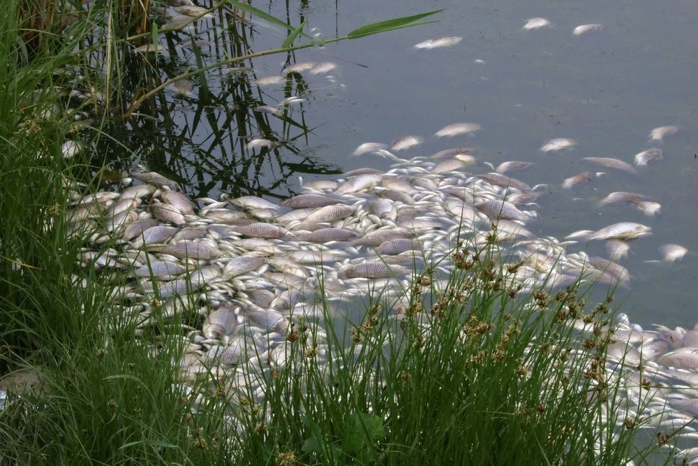 Photo – There was a fish kills in the city lake in Rivne