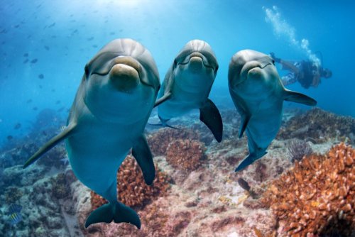 Several thousand dolphins in the Black Sea became victims of the Russian war. Photo 18+