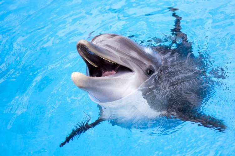 Исследователи подсчитали, сколько дельфинов обитает в Черном море