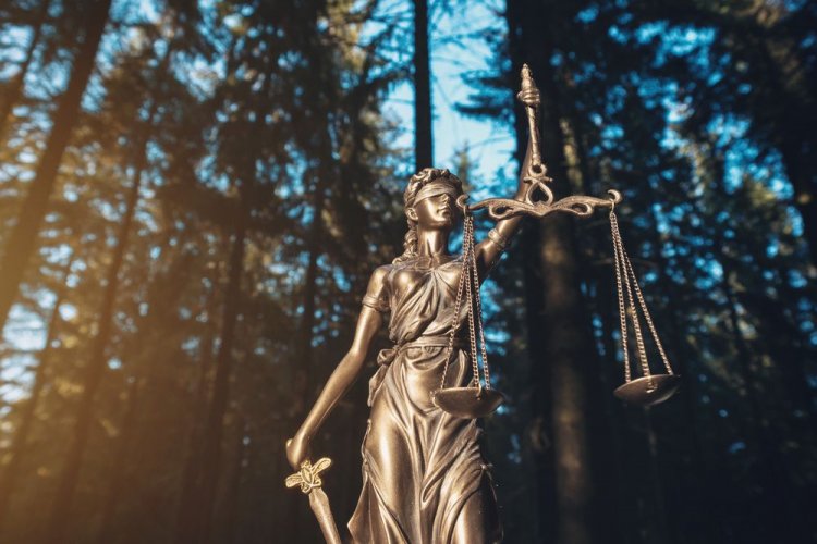 Громадська організація “ЛІіС” виграла суд у лісгоспу за ненадання доступу на публічну інформацію