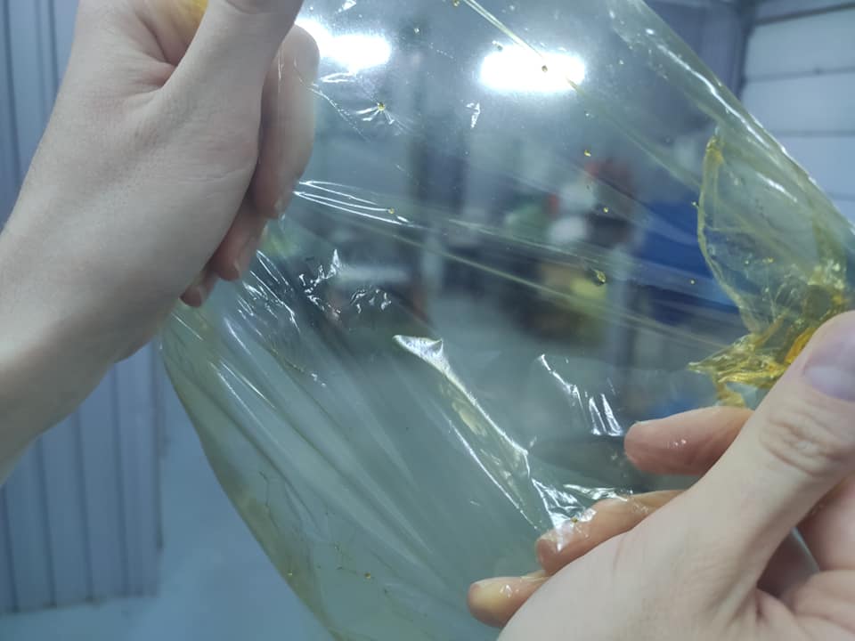 Фото – В Сумах студенты изобрели съедобную пленку для хранения продуктов