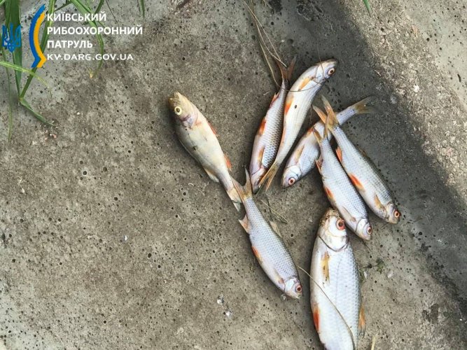 Річка на Київщині змінила колір, а на її поверхню сплило 300 мертвих риб. Фото