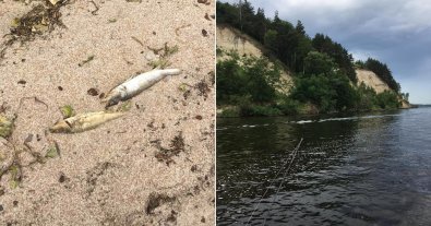 Фото – Екологічна катастрофа в Київському морі: стався масовий мор риби. Фото