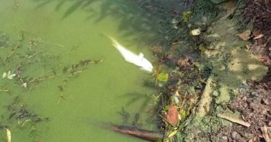 Фото – Стали відомі причини масового мору риби у Київському морі