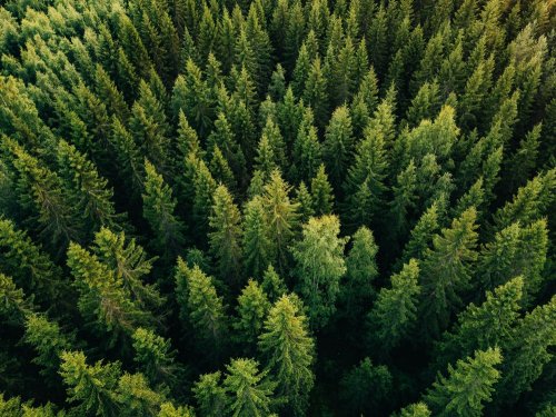 Ukraine will finally ban clear-cutting in the Carpathians in three years