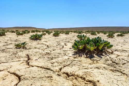 40% of the world's land is depleted: the UN named the reasons