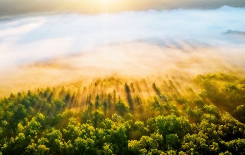 9.7 thousand hectares of forests have been restored in Ukraine since the beginning of the year