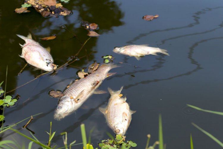 There was a mass death of fish in the Sluch River in the Rivne region