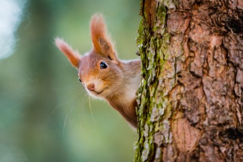 Forests of Zhytomyr region will be protected from fires by the "Eye of the Forest" surveillance system