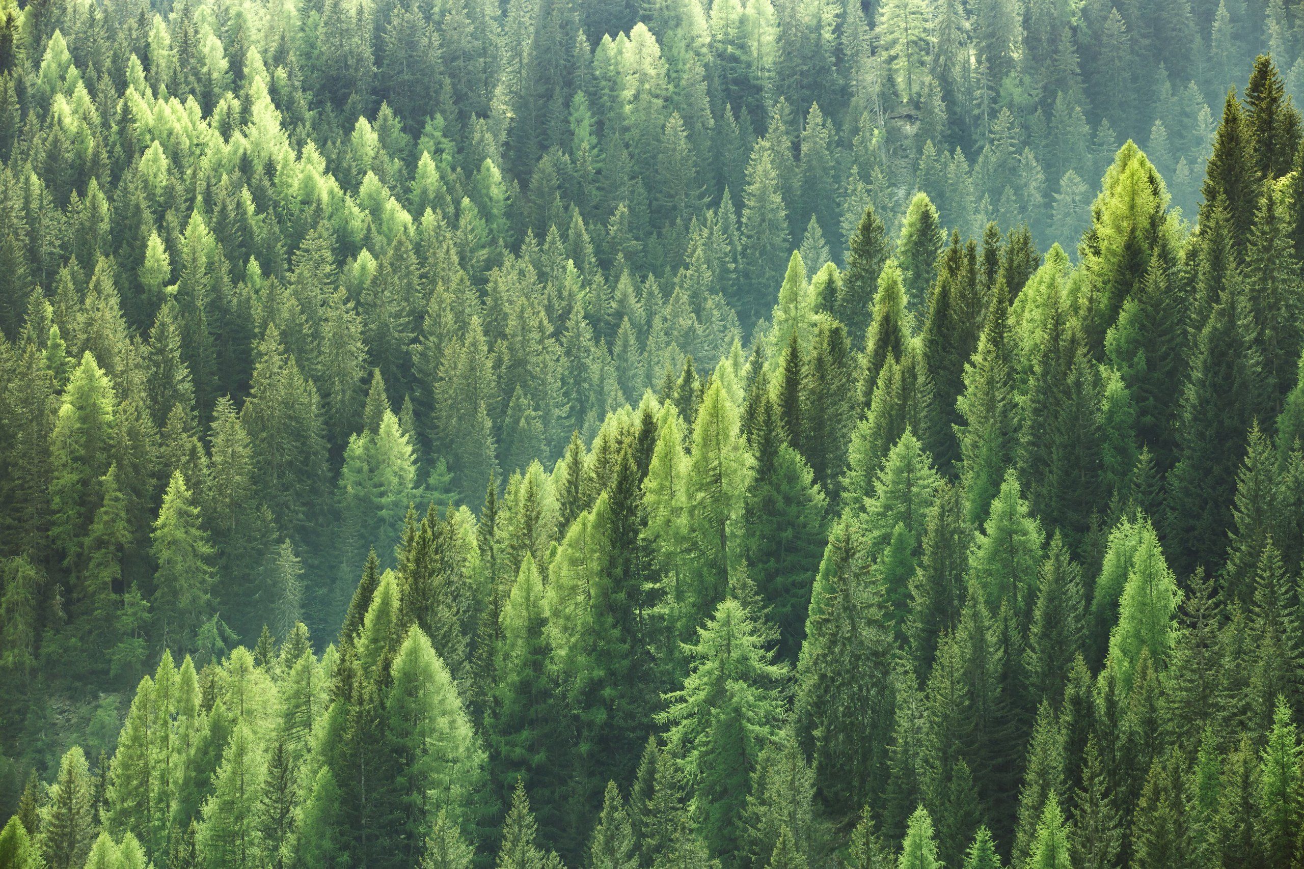 Photo – 20,000 hectares of new forests appeared in Ukraine during the year
