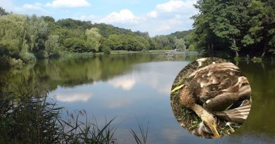 Фото – В нацпарке Киева массово гибнут утки: предположили отравление ртутью