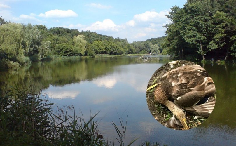 Рыб и птиц в нацпарке Киева отравили химикатами — экоинспекция