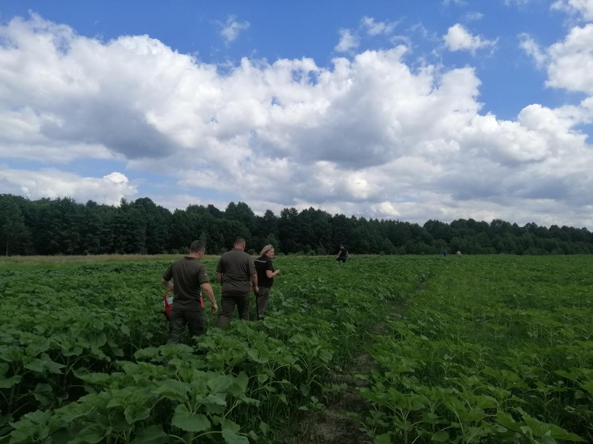 Фото – Дозиметр зашкалює: у Житомирській області на забруднених радіацією полях вирощують сільгоспкультури