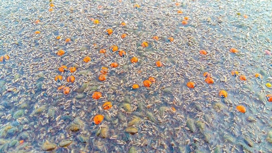 Фото – У нацпарку Одещини виявили загиблими майже 2 мільйони сонечок. Фото