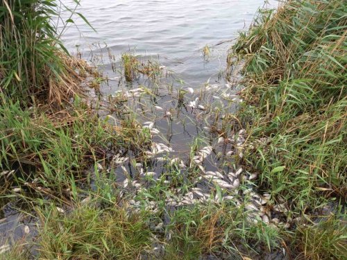 Сморід сірководню і гниття: у Запорізькій області масово загинула риба. Фото