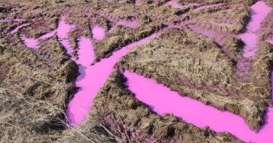 Фото – Жителей Ривненщины напугали кислотно-розовые лужи: что случилось. Фото и видео