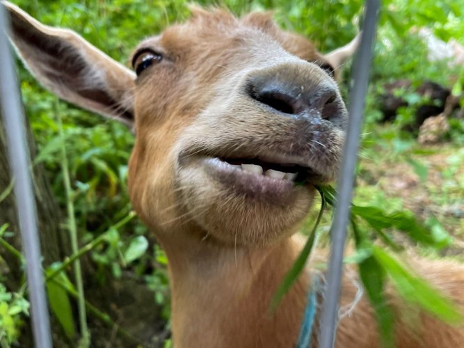 Экологическая борьба с сорняками по-нью-йоркски: в парке на Манхеттене выпустили коз